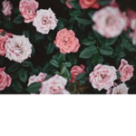 •Crystal Rose•