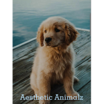 Aesthetic Animalz
