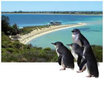 Penguin Island