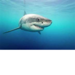 Shark Protection Program