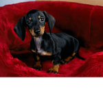 Cute little dogo