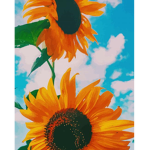 Sunflower alli