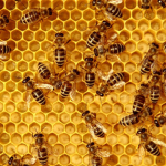 Beekeepers Of Robloxia