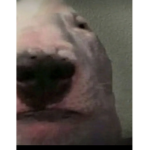 Just a fan flamingo on YouTube