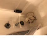 Henry dog