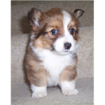 Puppys Fans forever :)