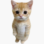 shibal