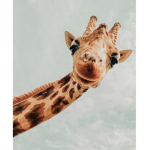 Lemony's giraffes x
