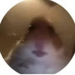 Urahamster