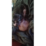 Zootedcal