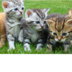 Cats Fan Club Group