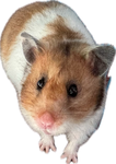 Empik