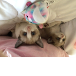The kitten grouppppp