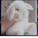 ʚ bunny's ɞ