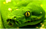 Green Python Clan