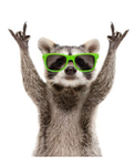 Racoon gang studio