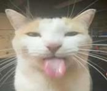 silly cat fan group :p