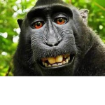 All life is monkey