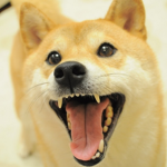 Councel of the pup