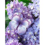 Nya's butterflie$