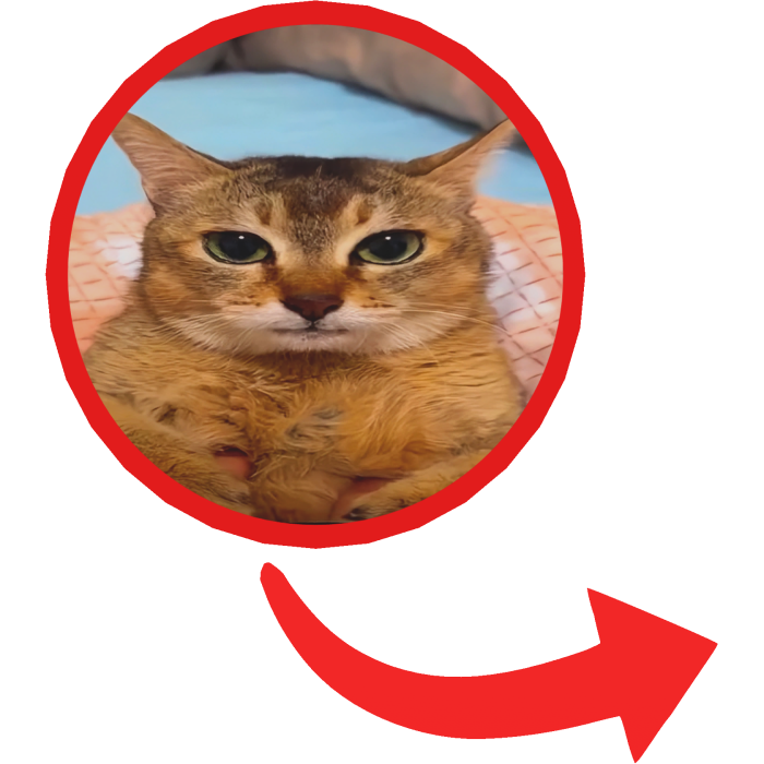 Mei Mei Tole Tole Cat Red Circle