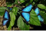 Blue butterfl1es <3