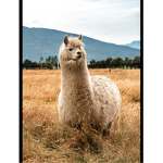 Llama spit support group