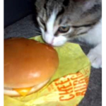 Yum and Beyond