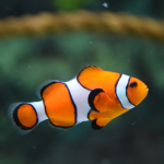 Fishtаnk