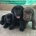 COOL DOGS GROUP FOR LIFE AGAIN