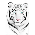 The Tiger Order