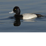 Duckie Lovies