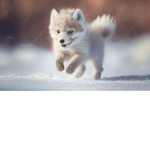 The arctic fox giveaway group