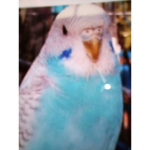 Cutt bird alert