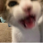 ann !?