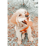 Hera's Dog Squad