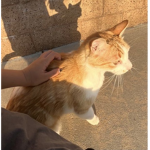 +.* Stray Cat Society