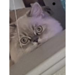 KkKitty gangg