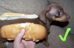DOGS, we love them