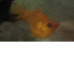 Fishes group
