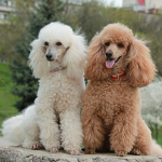 Poodle961