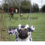 PUG ARMY pugs