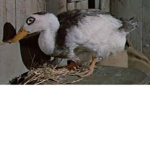 praise ducks