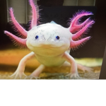 The Wolf And Axolotl Group