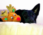 Super dog 64 fan group