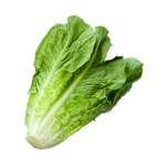 The Lettuce Tribe