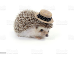 Hedgehog Nation!