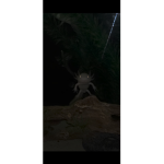 Axolotl word
