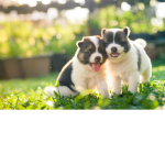 robux group so I can give to my cousins