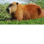 Capybara fondation